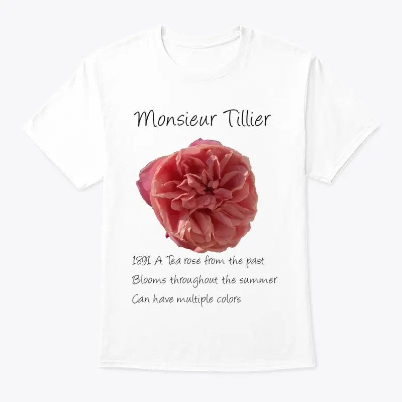 Rose Highlight- Monsieur Tillier