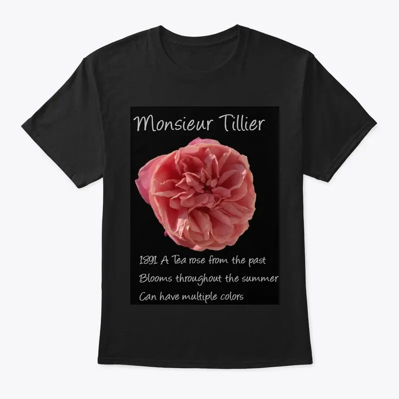 Rose Highlight- Monsieur Tillier